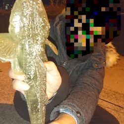 ジグヘッド+アオイソメでマゴチ